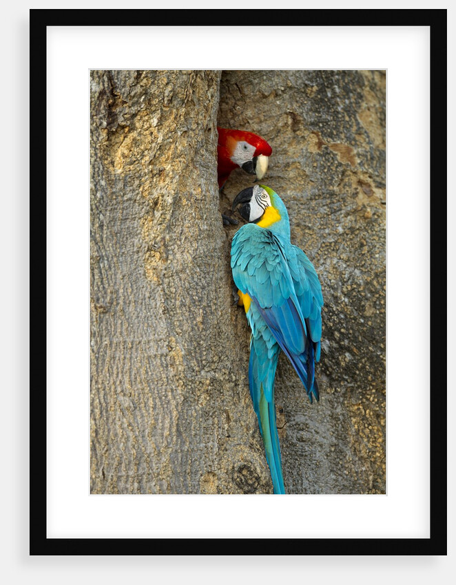 Blue and Gold Macaw with Scarlet Macaw, Costa Rica by Anonymous