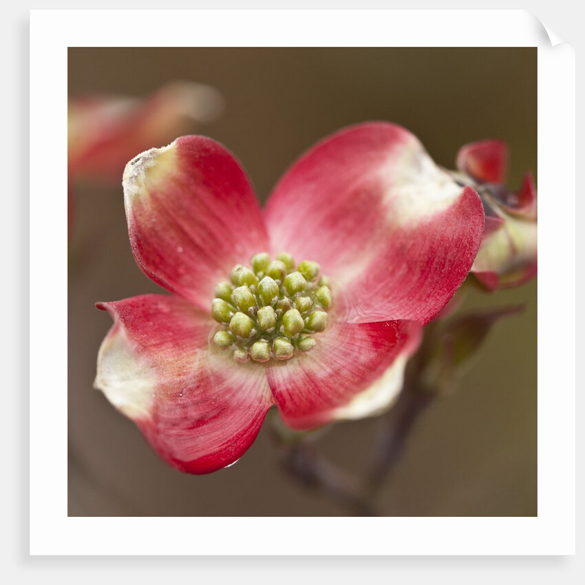 Spring, Dogwood Trees in Bloom by Anonymous