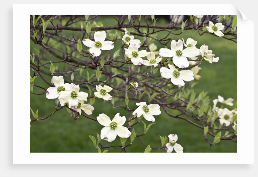 Spring, Dogwood Trees in Bloom by Anonymous
