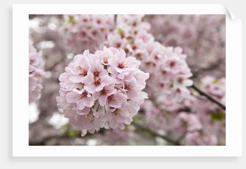 Close-up of Cherry Blossoms by Anonymous