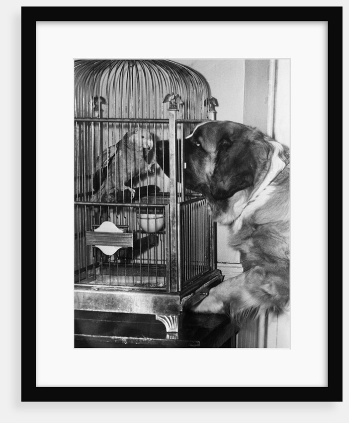 Dog looking at parrot in cage by Anonymous