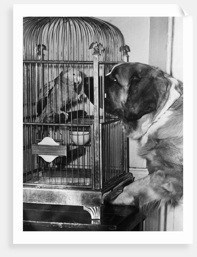 Dog looking at parrot in cage by Anonymous