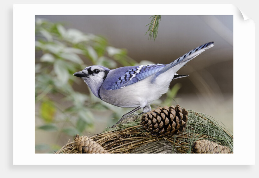 Blue Jay by Anonymous