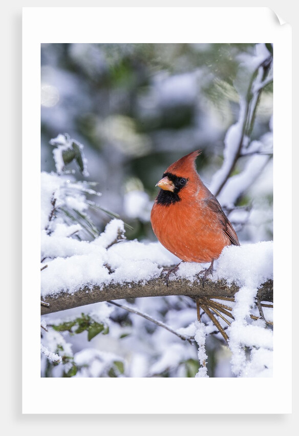 Northern Cardinal by Anonymous
