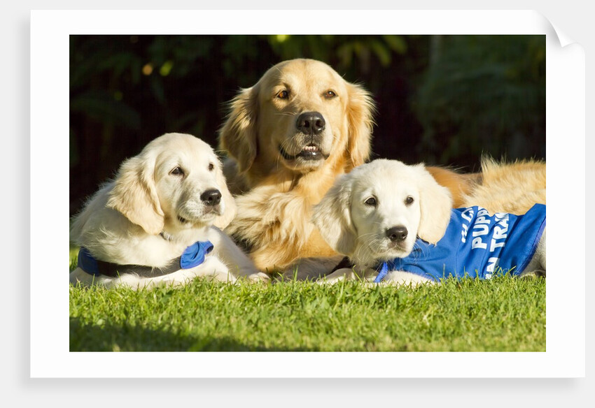 Golden Retriever puppies by Anonymous