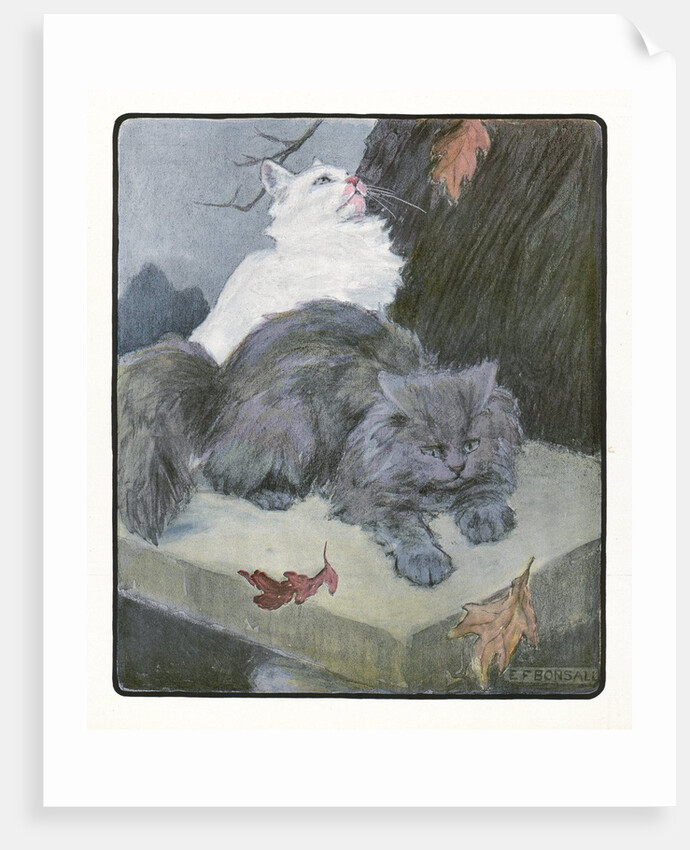 A White and Gray Persian Cat on a Park Bench in the Fall by Anonymous