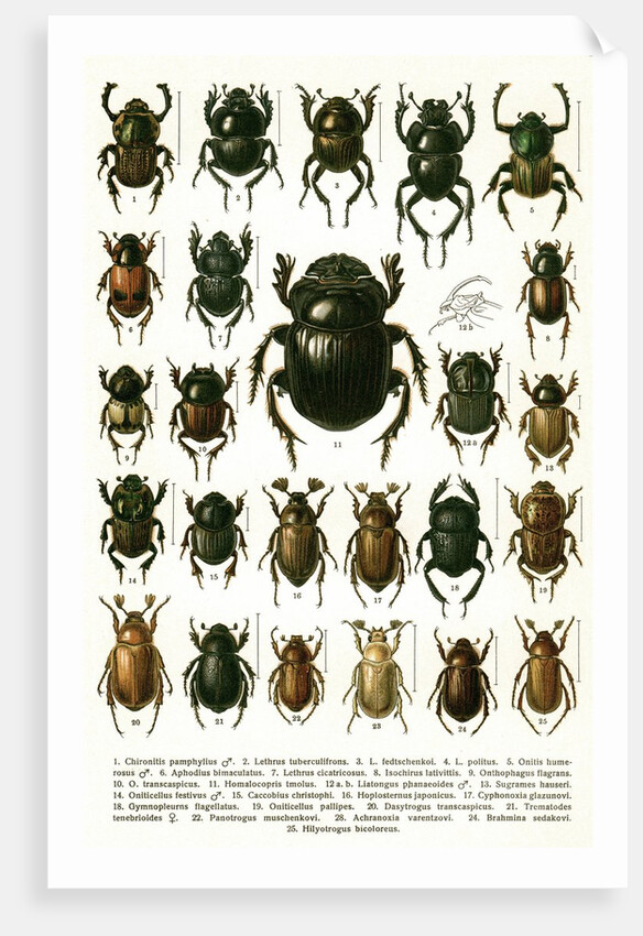 Vintage Illustration of Varieties of European Beetles by Anonymous