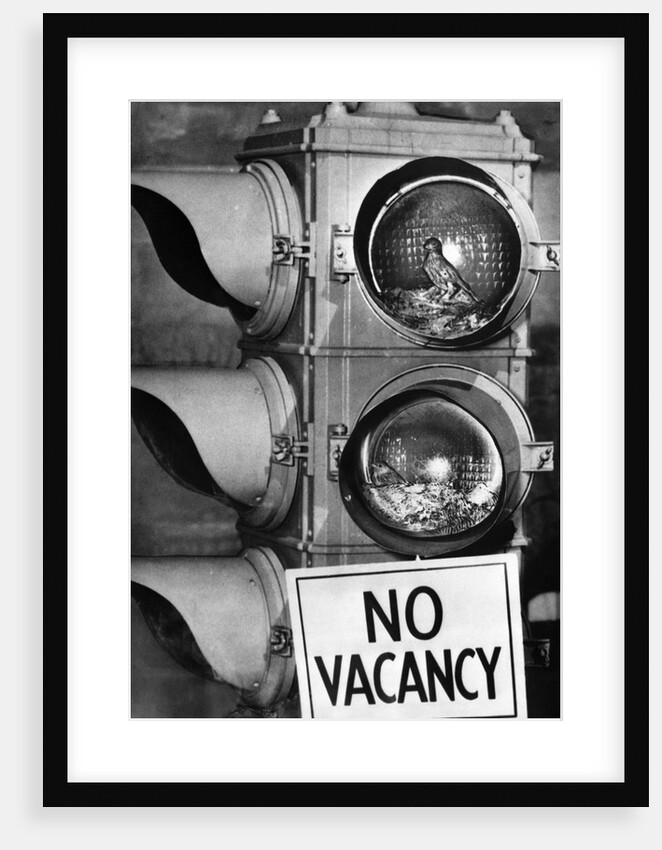No vacancy sign by traffic lights with birds' nests inside by Anonymous