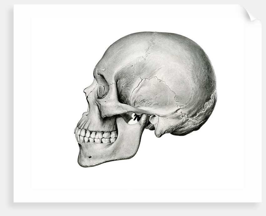Lateral View of Human Skull. by Anonymous