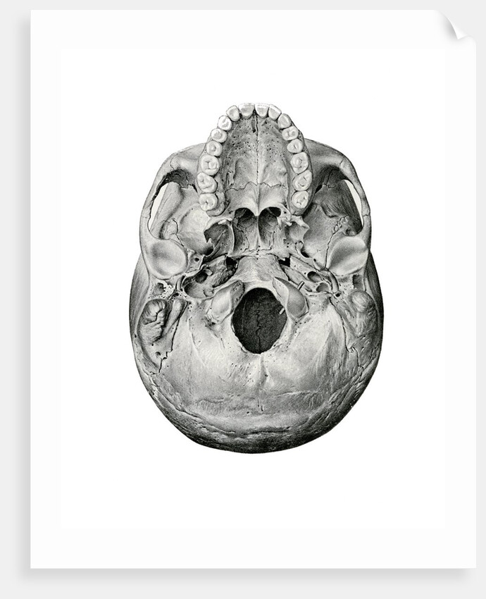 Ventral View of Human Skull by Anonymous