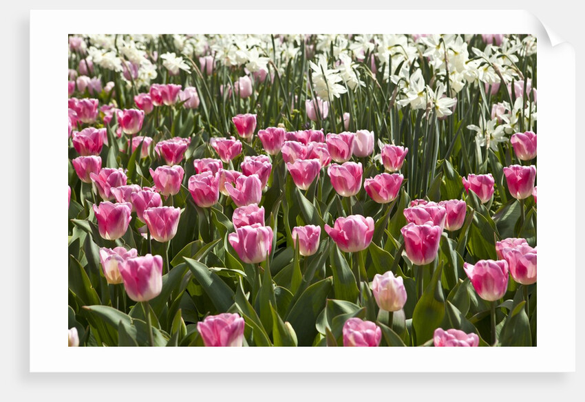 Tulips bed bloom by Anonymous