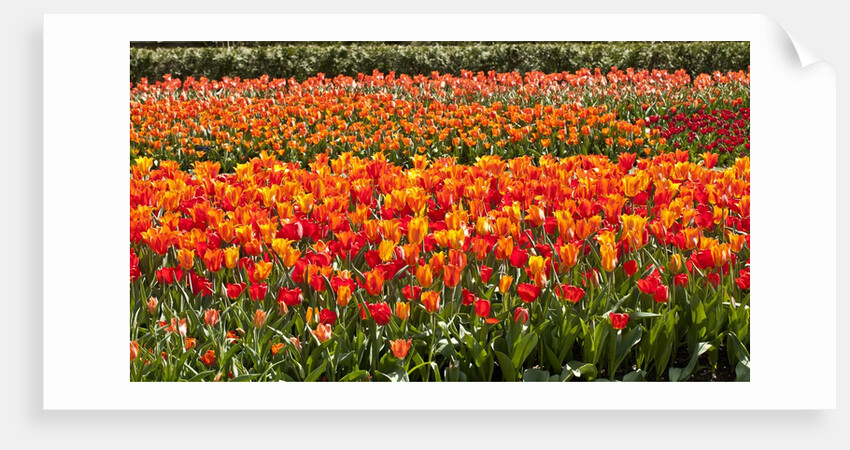Tulips in bloom by Anonymous
