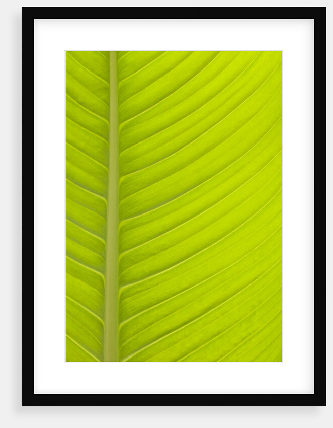 Tropical Green Leaf pattern by Anonymous