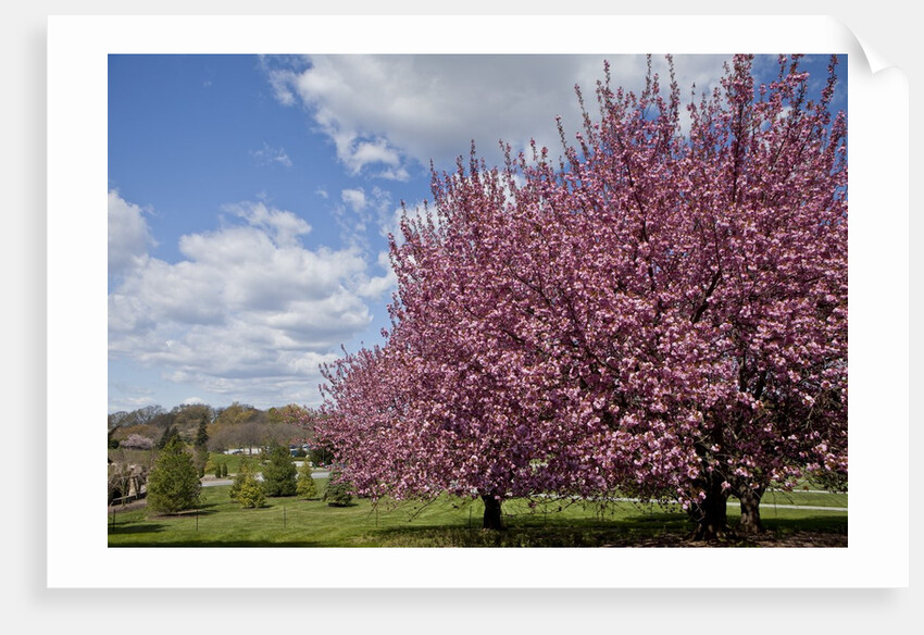 Cherry trees in bloom by Anonymous