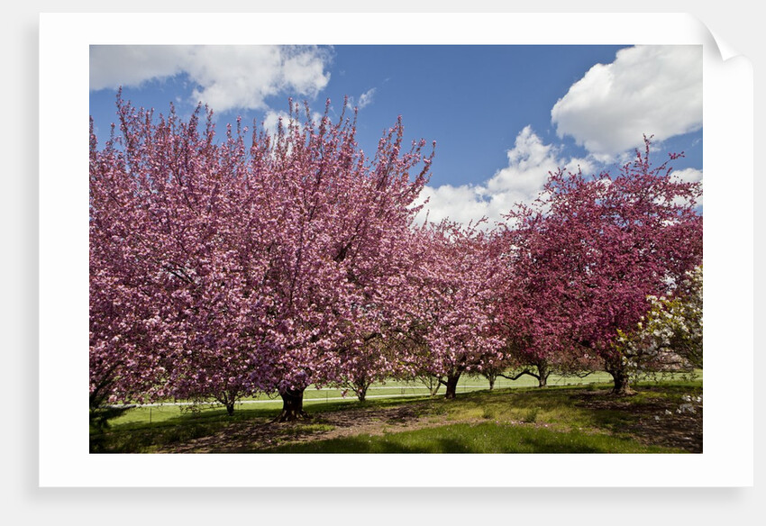 Cherry trees in bloom by Anonymous