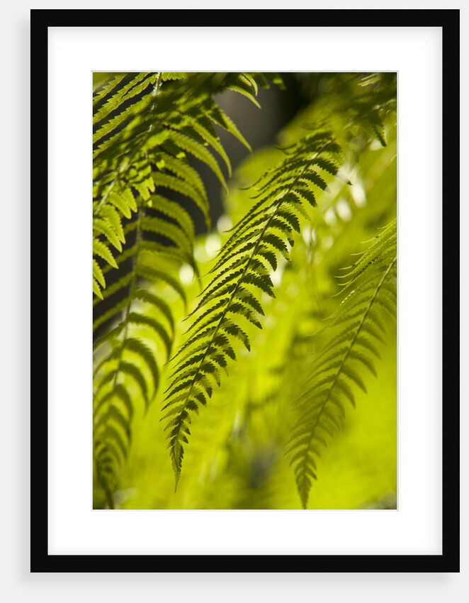 Fern Leaf by Anonymous