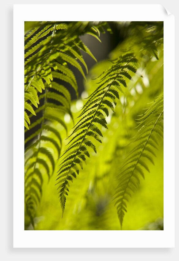 Fern Leaf by Anonymous