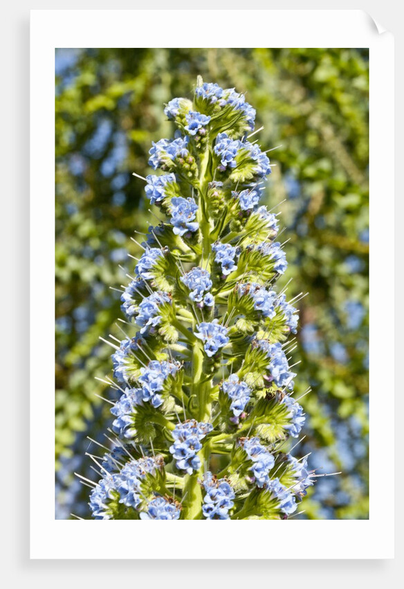 Viper's Bugloss or Blueweed by Anonymous