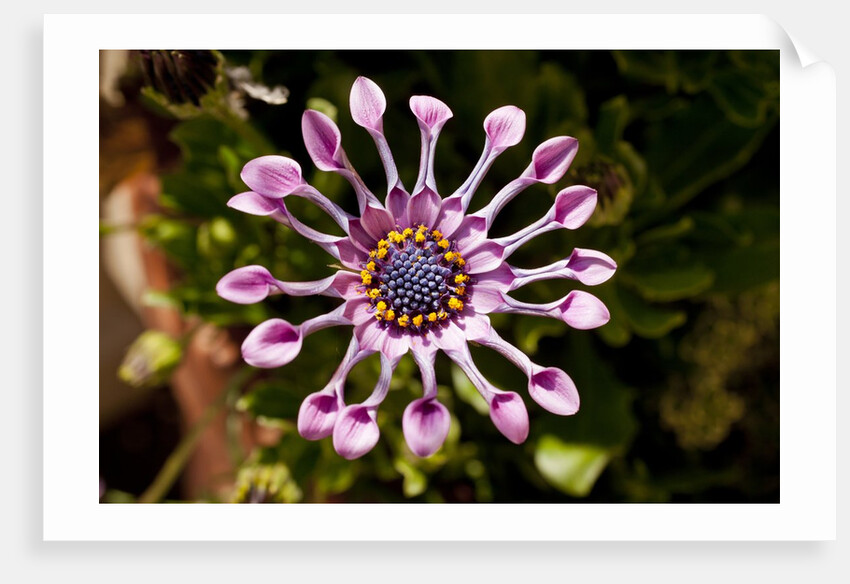 Chanticleer Gardens by Anonymous