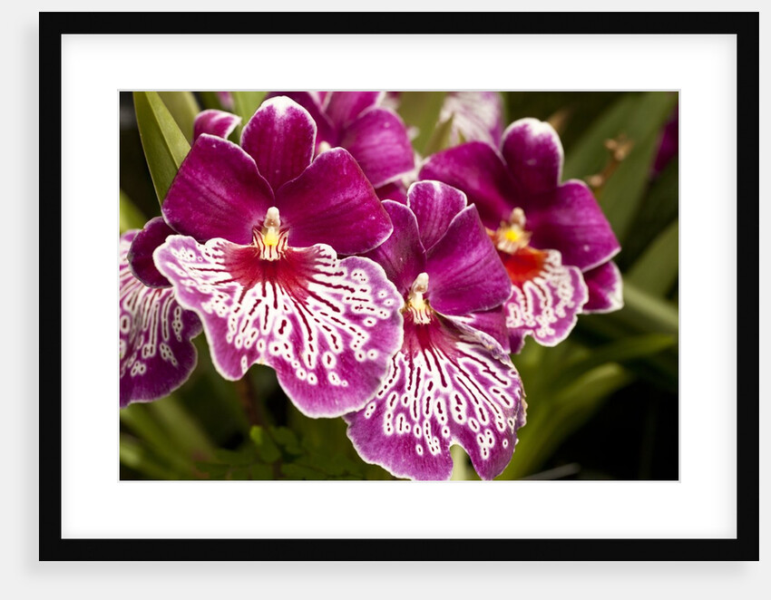 Purple Butterfly Orchids by Anonymous