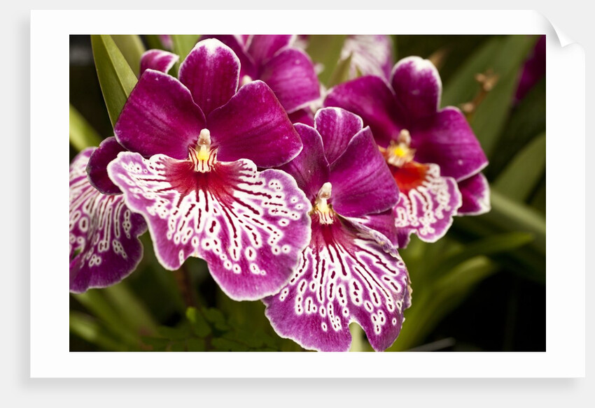 Purple Butterfly Orchids by Anonymous