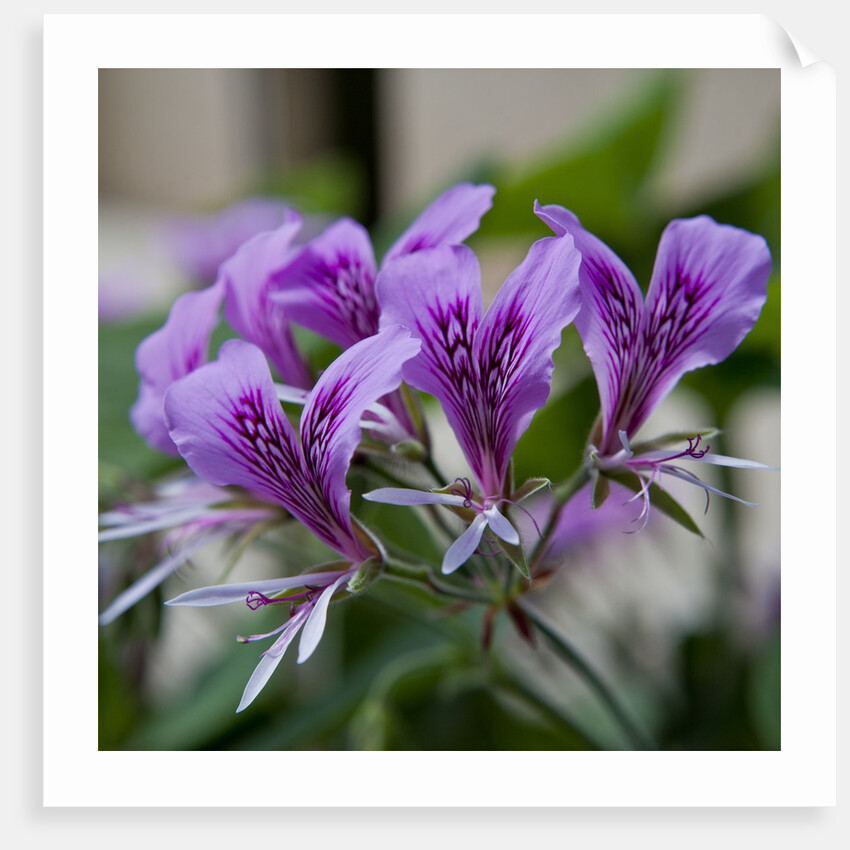 Purple Rhododendron by Anonymous