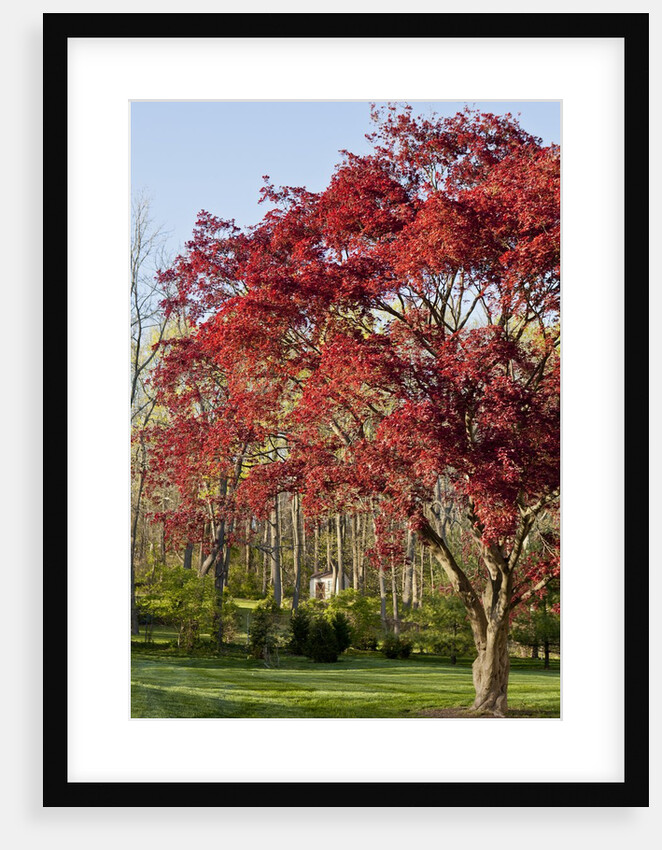 Japanese Maple by Anonymous