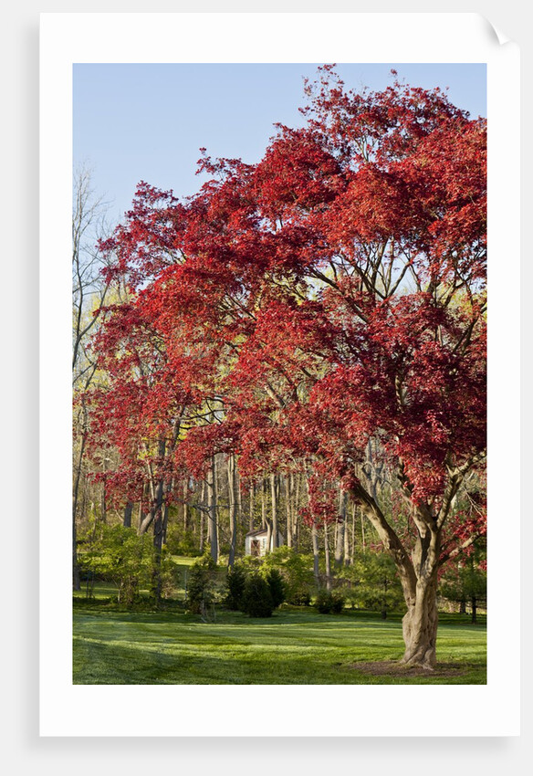 Japanese Maple by Anonymous