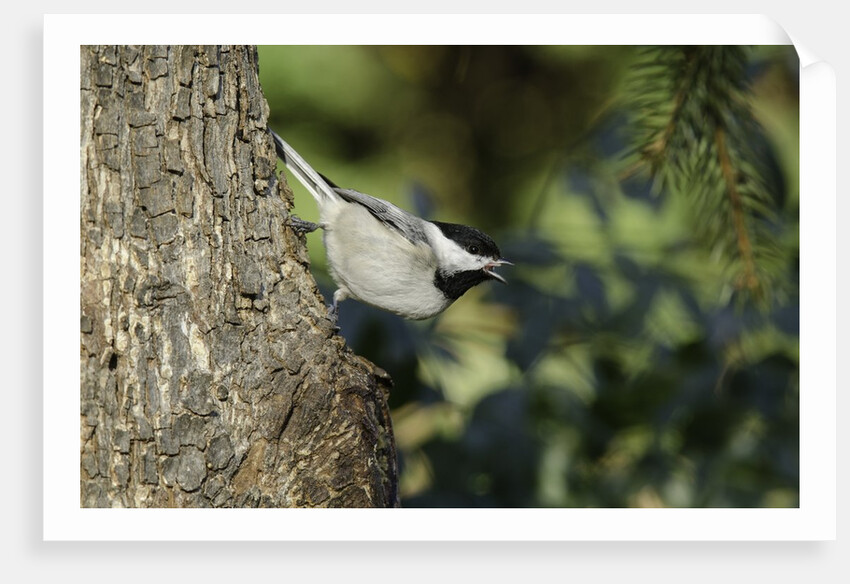 Bird on tree, close-up by Anonymous