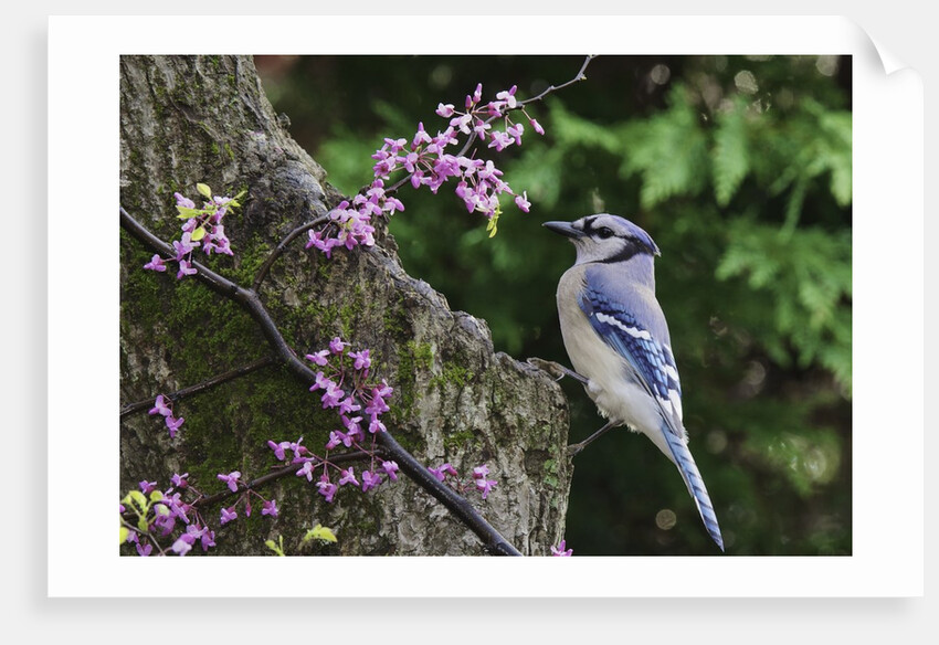 Bird on tree, close-up by Anonymous