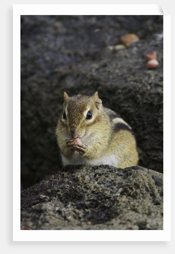 Chipmunk eating by Anonymous