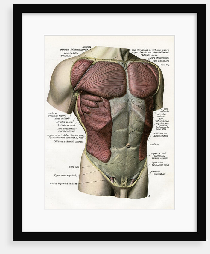 Illustration of the Muscles and Ligaments of the Human Torso by Anonymous