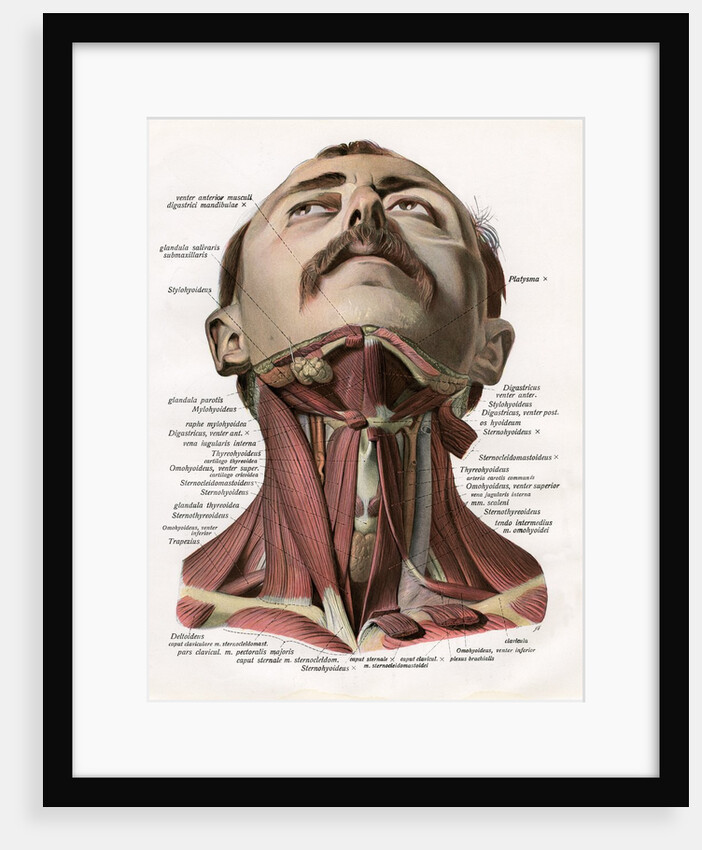 Frontal View of the Muscles and Glands of the Human Neck by Anonymous