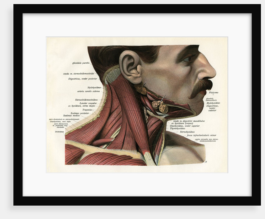 Lateral View of the Muscles and Glands of the Human Neck by Anonymous