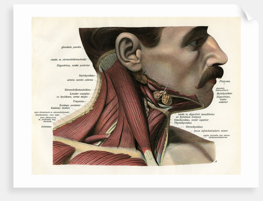 Lateral View of the Muscles and Glands of the Human Neck by Anonymous