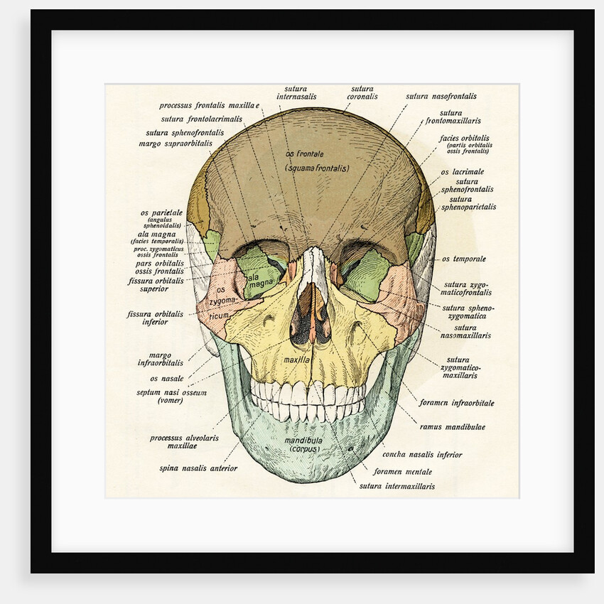 Anterior or Frontal Diagram of Human Skull by Anonymous