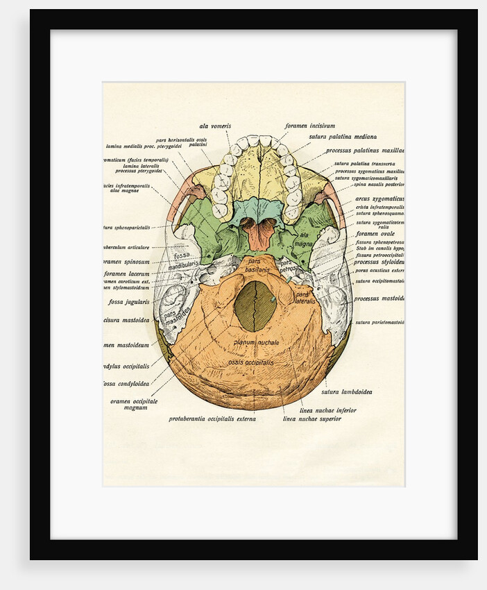Diagram of the Ventral Bones of the Human Skull by Anonymous