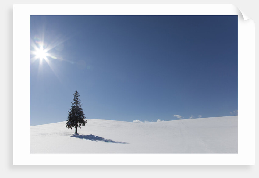 Evergreen tree in Snowy Field, Biei, Hokkaido, Japan by Anonymous