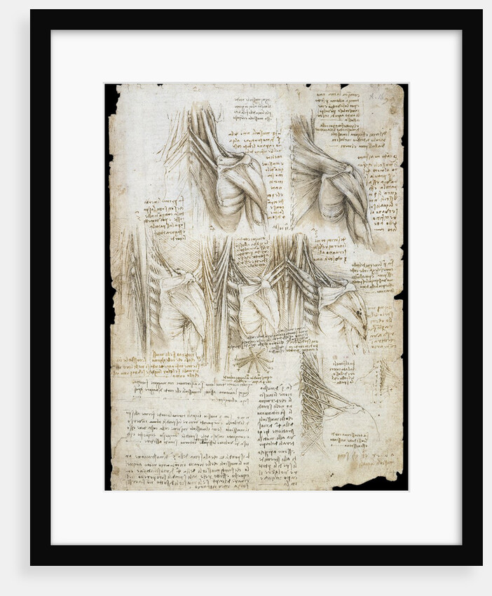 Drawing of the muscles of the spine by Leonardo da Vinci