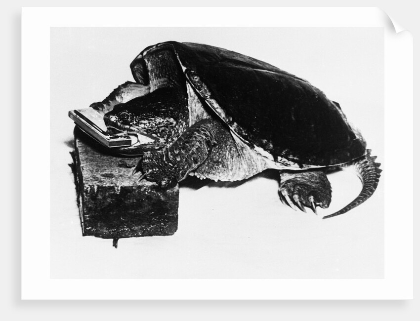 Turtle playing harmonica by Anonymous