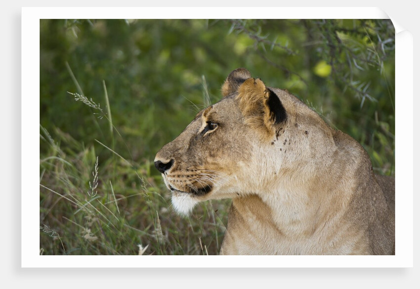 Lioness (Panthera leo), Samburu, Kenya by Anonymous