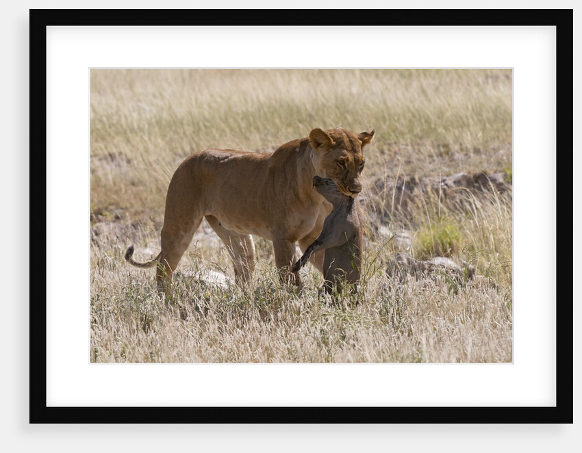 Lioness (Panthera leo) with Warthog kill, Samburu, Kenya by Anonymous