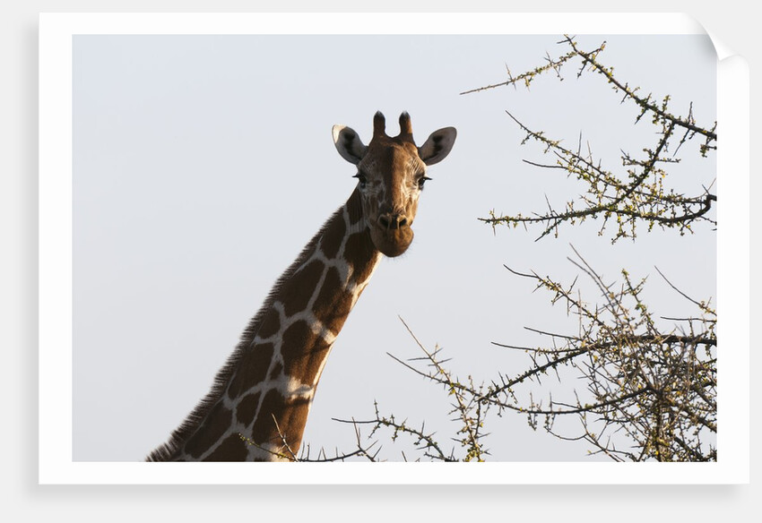 Masai Giraffe (Giraffa camelopardalis), Samburu, Kenya by Anonymous