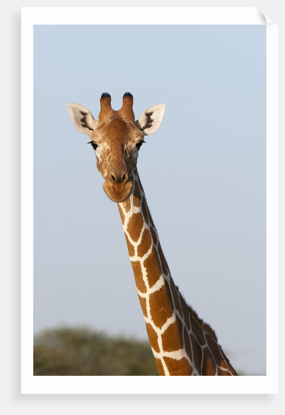 Masai Giraffe (Giraffa camelopardalis), Samburu, Kenya by Anonymous