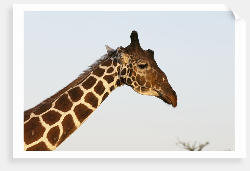 Masai Giraffe (Giraffa camelopardalis), Samburu, Kenya by Anonymous