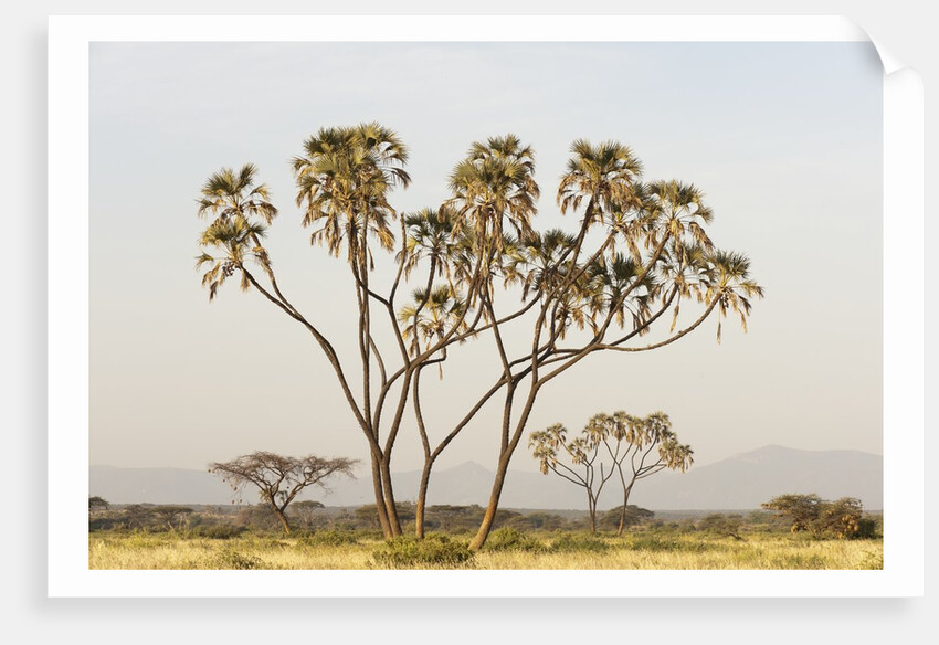 Doum Palm (Hyphaene coriacea), Samburu, Kenya by Anonymous