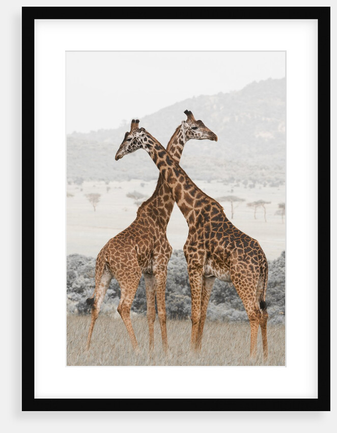 Masai Giraffe (Giraffa camelopardalis), Masai Mara, Kenya by Anonymous