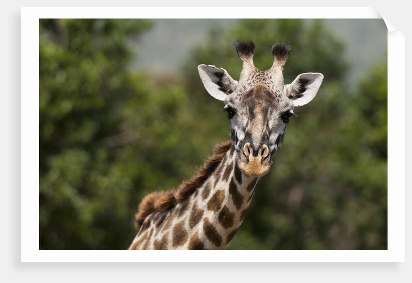 Masai Giraffe (Giraffa camelopardalis), Masai Mara, Kenya by Anonymous