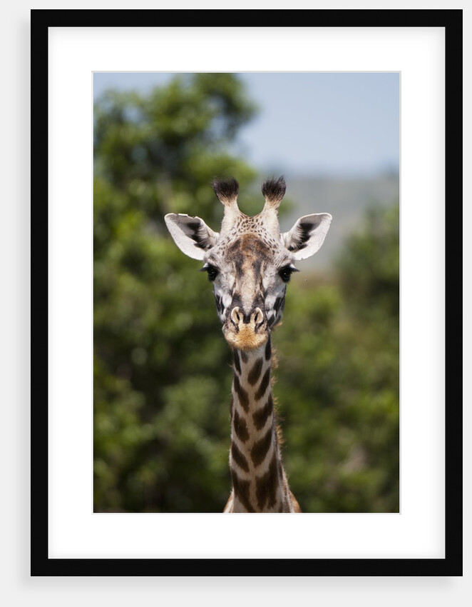 Masai Giraffe (Giraffa camelopardalis), Masai Mara, Kenya by Anonymous
