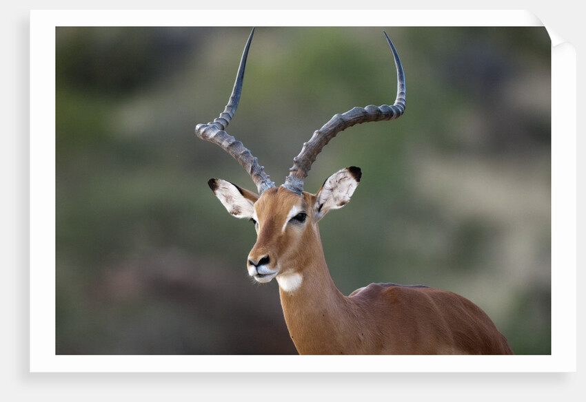 Impala (Aepyceros melampus), Samburu, Kenya by Anonymous